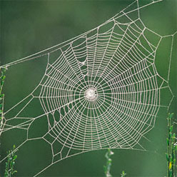 spinneweb